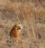 Posing_Fox.jpg
