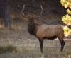 2011-10-19-rmnp-elk-dsc06427-large.jpg