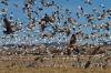 Bosque_del_Apache_IV_-_034_resized.jpg