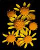 2012-04-21-sunflowers-dsc02510-large.jpg