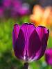 2012-04-24-tulip-dsc02874-sized.jpg